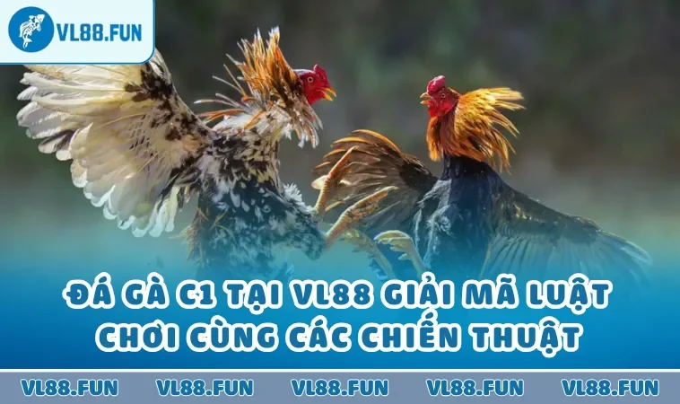 Đá Gà C1 Tại VL88 Giải Mã Luật Chơi Cùng Các Chiến Thuật