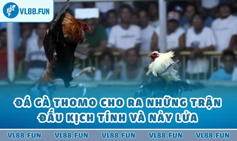 Đá Gà Thomo Cho Ra Những Trận Đấu Kịch Tính Và Nảy Lửa